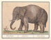 Asiatischer Elefanten-Kunstdruck Elephas maximus - Anselmus Botius de Boodt — Ansicht des Kunstwerks