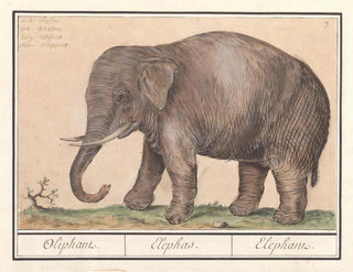 Asiatischer Elefanten-Kunstdruck Elephas maximus - Anselmus Botius de Boodt — Ansicht des Kunstwerks