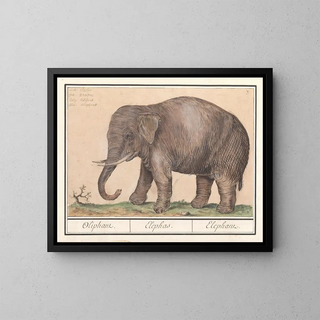 Asiatischer Elefanten-Kunstdruck Elephas maximus - Anselmus Botius de Boodt — gerahmtes Bild an der Wand