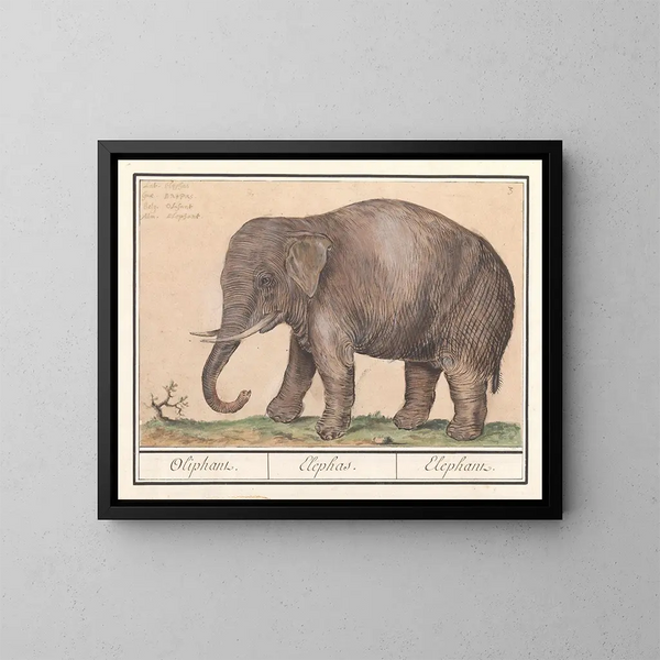 Asiatischer Elefanten-Kunstdruck Elephas maximus - Anselmus Botius de Boodt — gerahmtes Bild an der Wand