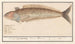 Perciformes mit Karpfen-ähnlichem Aussehen, möglicherweise ein lebendiger Trachinus, lebendig bei Linie Etterlijnk, lebendig Draco Marinus - Anselmus Botius de Boodt — Ansicht des Kunstwerks