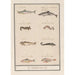 Blatt mit acht verschiedenen Fischen - Anselmus Botius de Boodt — Ansicht des Kunstwerks