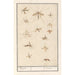 Reproduktion des Gemäldes Blatt mit dreizehn Mücken - Anselmus Botius de Boodt