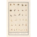 Reproduktion des Gemäldes Blatt mit dreiunddreißig Insekten - Anselmus Botius de Boodt