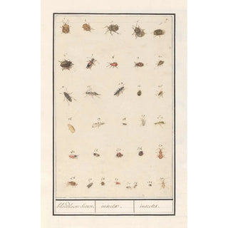 Anselmus Botius de Boodt - Blad met driendertig insecten bloedloose dieren insectae insectes.webp