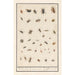 Reproduktion des Gemäldes Blatt mit neununddreißig Insekten - Anselmus Botius de Boodt