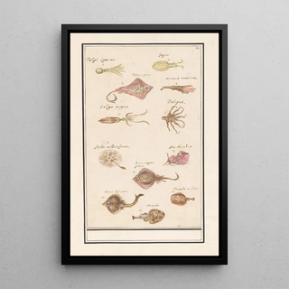 Anselmus Botius de Boodt - Blad met twaalf vissen en inktvissen.webp