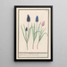 Muscari - Anselmus Botius de Boodt — gerahmtes Bild an der Wand