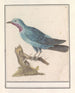 Blauwe rotslijster Monticola solitaire - Anselmus Botius de Boodt — Ansicht des Kunstwerks