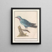 Blauwe rotslijster Monticola solitaire - Anselmus Botius de Boodt — gerahmtes Bild an der Wand