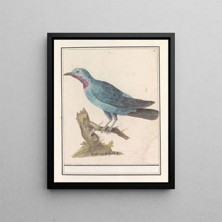 Anselmus Botius de Boodt - Blauwe rotslijster Monticola solitarius.webp