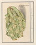 Blumenkohl Brassica oleracea convar botrytis var Botrytis - Anselmus Botius de Boodt — Ansicht des Kunstwerks