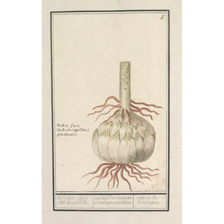 Anselmus Botius de Boodt - Bol van de rode lelie Lilium.webp