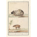 Meerschweinchen und Schwein - Anselmus Botius de Boodt — Ansicht des Kunstwerks