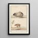 Meerschweinchen und Schwein - Anselmus Botius de Boodt — gerahmtes Bild an der Wand