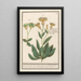 Centaurea centaurée 1 große Weizenblume 2 Weizenblume - Anselmus Botius de Boodt — gerahmtes Bild an der Wand
