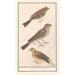 Bruant zizi Emberiza cirlus bruant proyer Emberiza calandra und ein bruant jaune Emberiza citrinella - Anselmus Botius de Boodt — Ansicht des Kunstwerks