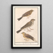 Bruant zizi Emberiza cirlus bruant proyer Emberiza calandra und ein bruant jaune Emberiza citrinella - Anselmus Botius de Boodt — gerahmtes Bild an der Wand
