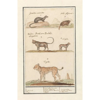 Anselmus Botius de Boodt - Civetkat Viverra alpenmarmot Marmota marmota luipaard Panthera pardus en tijger Panthera tigris.webp