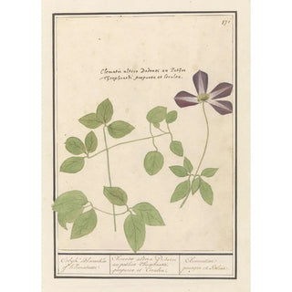 Anselmus Botius de Boodt - Clematis Clematis Colyk Bloemeken of Klematusse.webp