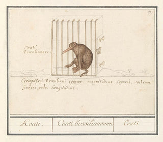 Coati - Anselmus Botius de Boodt — Ansicht des Kunstwerks