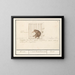Coati - Anselmus Botius de Boodt — gerahmtes Bild an der Wand