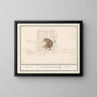 Coati - Anselmus Botius de Boodt — gerahmtes Bild an der Wand
