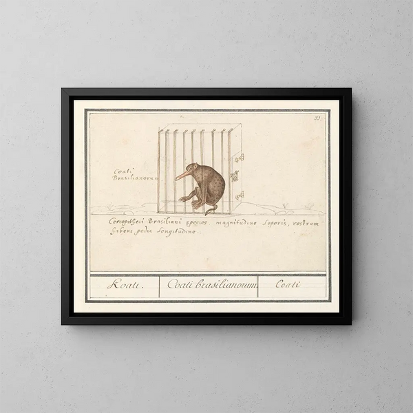Coati - Anselmus Botius de Boodt — gerahmtes Bild an der Wand