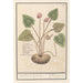 Cyclamen Cyclamen Schweinebraten Cyclamen Schweinebraten - Anselmus Botius de Boodt — Ansicht des Kunstwerks