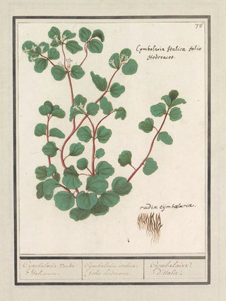 Anselmus Botius de Boodt - Cymbalaria Cymbalaria vande Italiaenen Cijmbalaria italica folio hederaceo Cymbalaire ditalie.webp