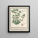 Cymbalaria Cymbalaria vande Italienenen Cijmbalaria italica folio hederaceo Cymbalaire d'Italie - Anselmus Botius de Boodt — gerahmtes Bild an der Wand