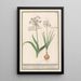 Reproduktion des Gemäldes Ail des ours Allium ursinum - Anselmus Botius de Boodt