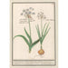 Reproduktion des Gemäldes Ail des ours Allium ursinum - Anselmus Botius de Boodt