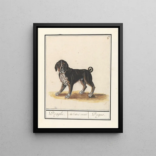 Anselmus Botius de Boodt - Dog Canis lupus familiaris Dogghe Molossus canis Dogue.webp