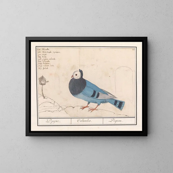 Taube der Tauben - Anselmus Botius de Boodt — gerahmtes Bild an der Wand