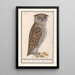Kleinbild Gemälde Otus scops Zwergohreule mittelgroßer Eulenkopf Asio otus - Anselmus Botius de Boodt — gerahmtes Bild an der Wand