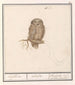 Dwerguil Glaucidium passerinum uijlken ulula chevche ou petite chouette - Anselmus Botius de Boodt — Ansicht des Kunstwerks
