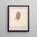 Dwerguil Glaucidium passerinum uijlken ulula chevche ou petite chouette - Anselmus Botius de Boodt — gerahmtes Bild an der Wand