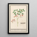 Epimède Epimedium alpinum Epimède Kräuter Epimède Bischofsmütze - Anselmus Botius de Boodt — gerahmtes Bild an der Wand