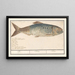 Alose Alosa alosa Alosa Alosa - Anselmus Botius de Boodt — gerahmtes Bild an der Wand