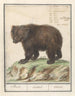 Bière bruine européenne Ursus artos Bearus Beir ursus Ours - Anselmus Botius de Boodt — Ansicht des Kunstwerks
