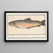 Forelle Salmo trutta - Anselmus Botius de Boodt — gerahmtes Bild an der Wand