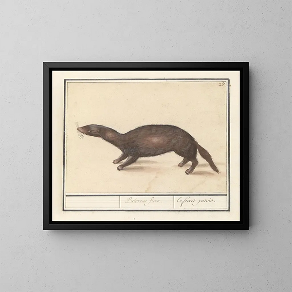 Furet - Anselmus Botius de Boodt — gerahmtes Bild an der Wand