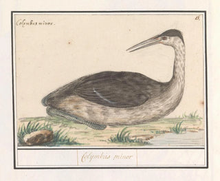 Fou de Bassan - Anselmus Botius de Boodt — Ansicht des Kunstwerks