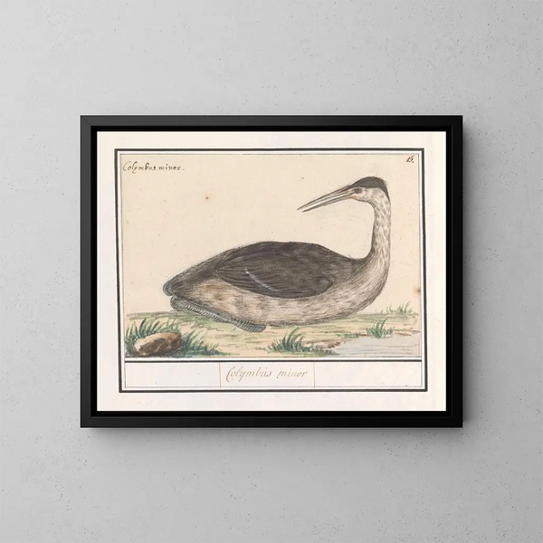 Fou de Bassan - Anselmus Botius de Boodt — gerahmtes Bild an der Wand