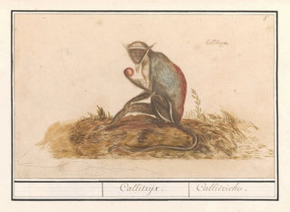 Suricate grün Chlorocebus sabaeus Callitrix Callitriche - Anselmus Botius de Boodt — Ansicht des Kunstwerks