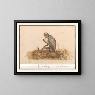 Suricate grün Chlorocebus sabaeus Callitrix Callitriche - Anselmus Botius de Boodt — gerahmtes Bild an der Wand