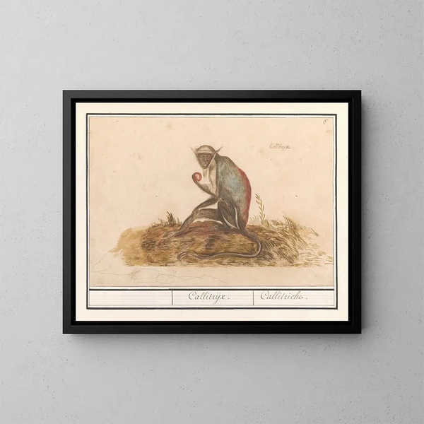 Suricate grün Chlorocebus sabaeus Callitrix Callitriche - Anselmus Botius de Boodt — gerahmtes Bild an der Wand