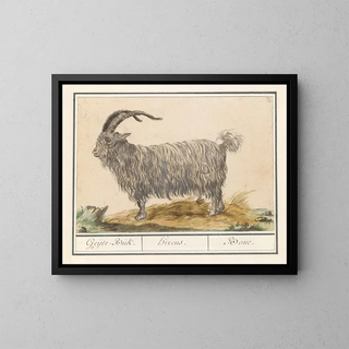 Anselmus Botius de Boodt - Geit Capra hircus GeijteBuk Hircus Bouc.webp