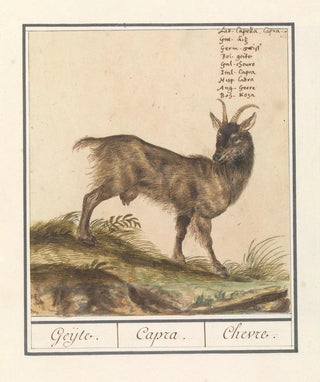 Anselmus Botius de Boodt - Geit Capra hircus Geijte Capra Chevre.webp